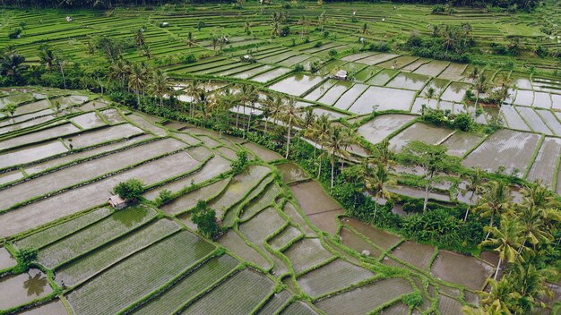 Fields in Bali are photographed from a drone