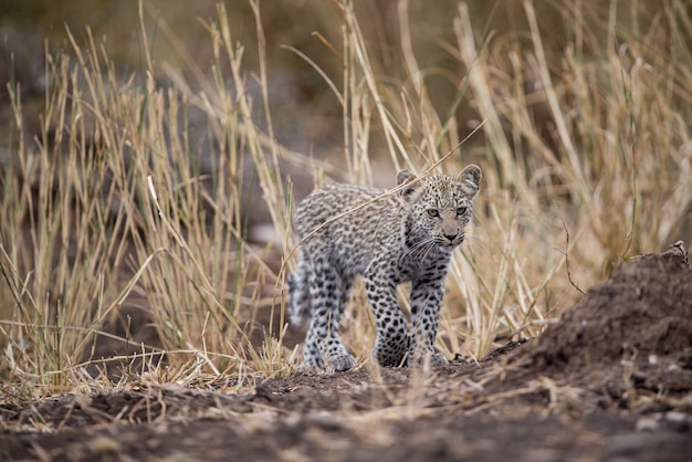 Free photo fierce-looking african baby leopard with a blurred background