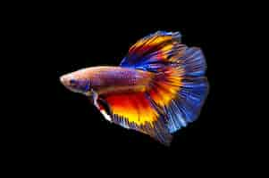 Free photo fighting fish on black background.