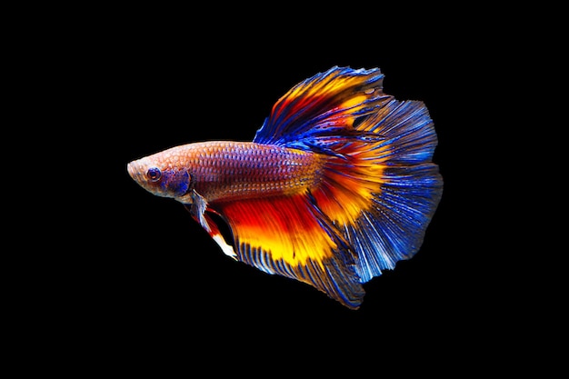 Fighting fish on black background.