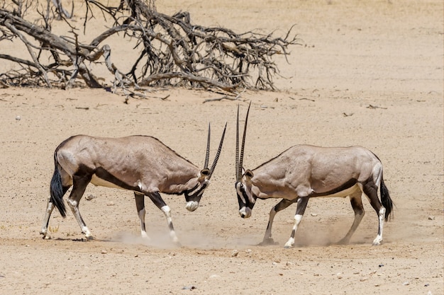 Fighting oryx in the Kalahari desert Namibia