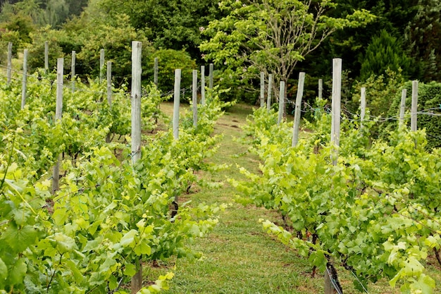 Free Photo filed of newly planted trees in a field surrounded by a forest