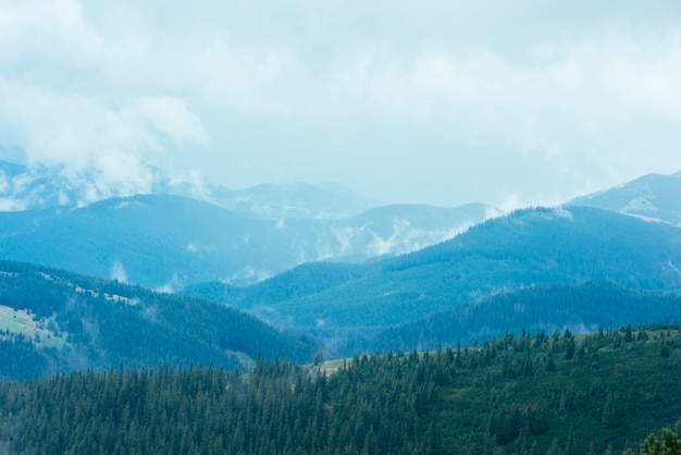 Free photo fir forest in the green mountains