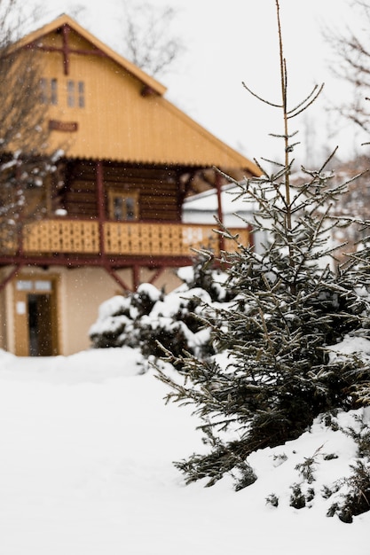 Fir tree and house in winter