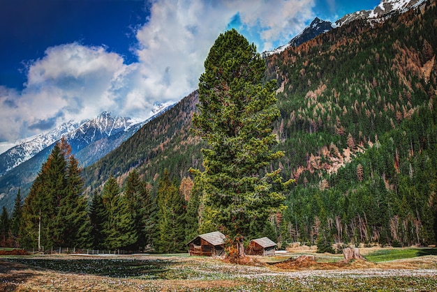 Free photo fir trees on mountains