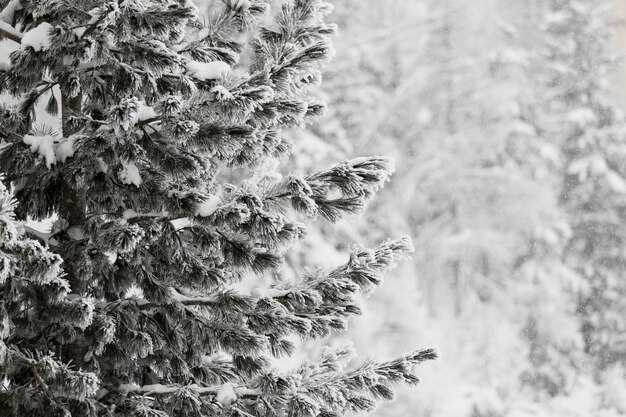 Fir with hoarfrosted branches