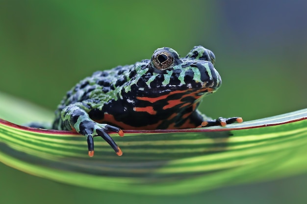 Fire belly toad closeup face on green leaves animal closeup Bombina orientalis