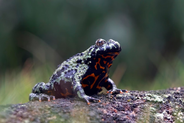 Fire belly toad closeup face on moss