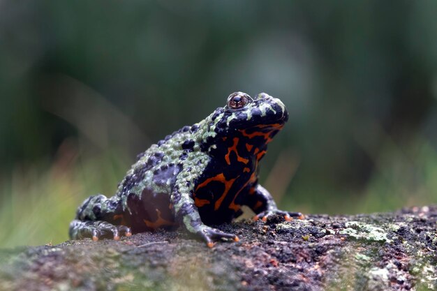 Fire belly toad closeup face on moss