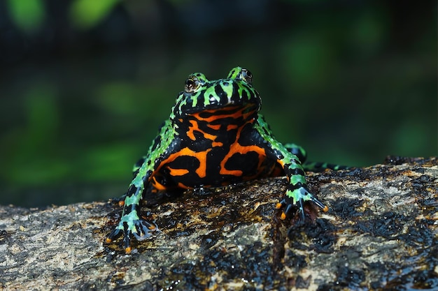 Fire belly toad closeup face on wood animal closeup