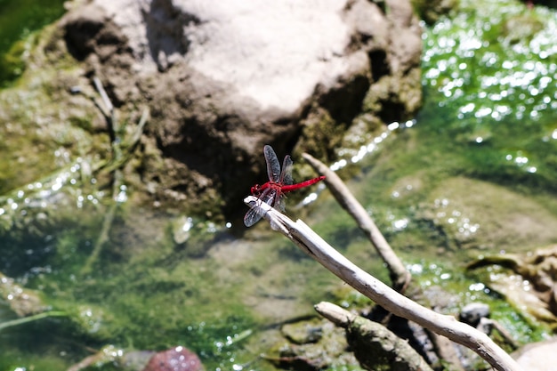 Free Photo fire branch odonata monster fly