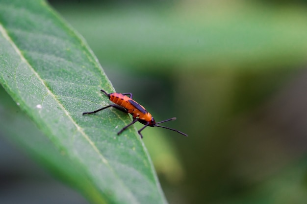 Free photo fire-colored beetle on a green leaf