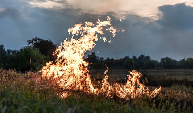 Free photo fire in the steppe, the grass is burning destroying everything in its path.