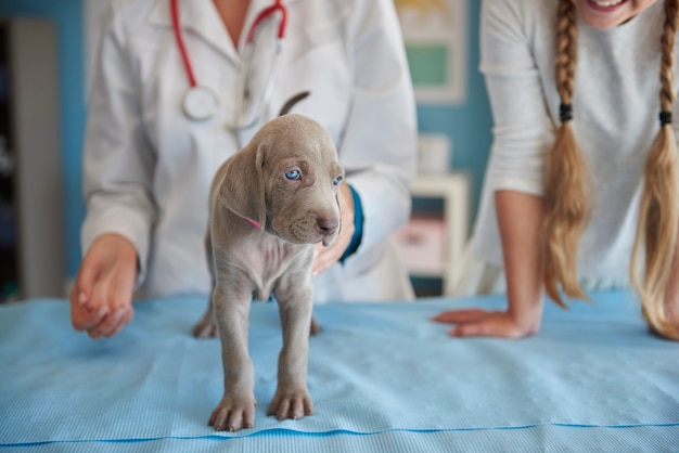 Free Photo first steps of ill dog at vet's office