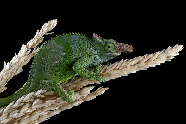 Fischer chameleon on black