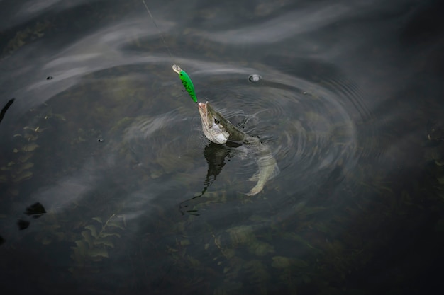 Free photo fish appeared on the surface of water caught in fishing hook