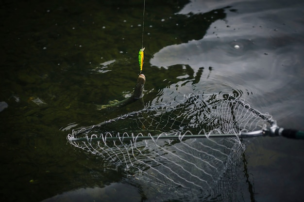 Free Photo fish attached to a hook caught in fishing net