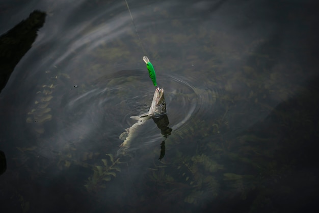 Free Photo fish caught in the hook appeared on the surface of water