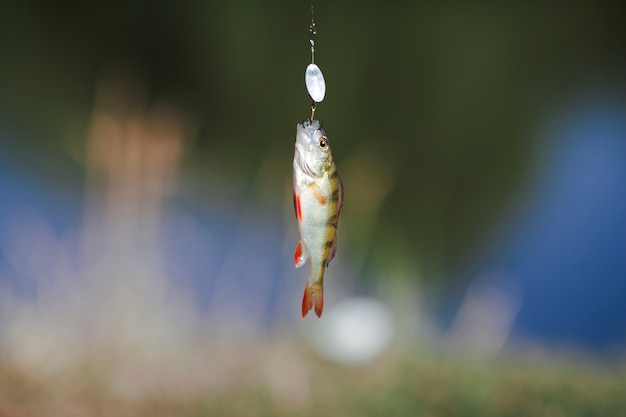 Fish hanging on hook over blur background