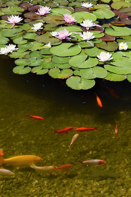 Free Photo "fish in pond with waterlilies"