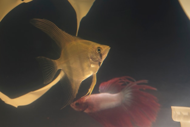 Free photo fish swimming in a dirty tank