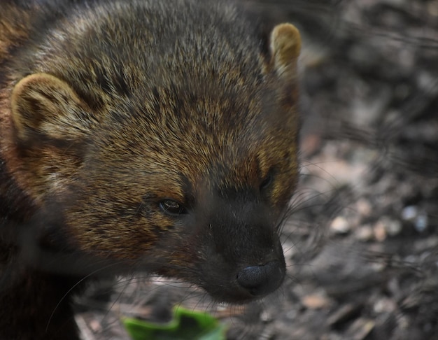 Fisher cats are aggressive weasel like animals.