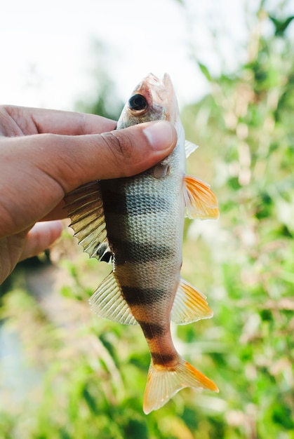 Free photo fisher showing caught fish against blurred background