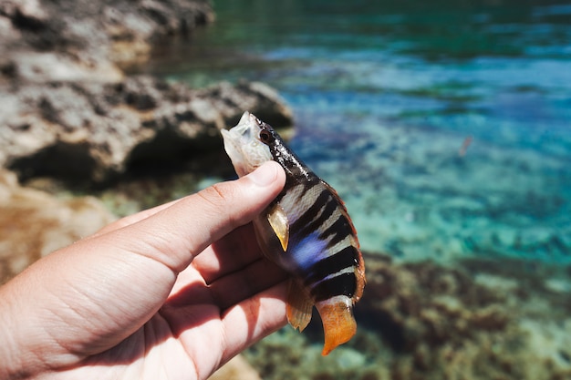 Free photo fisherman's hand holding fish near sea