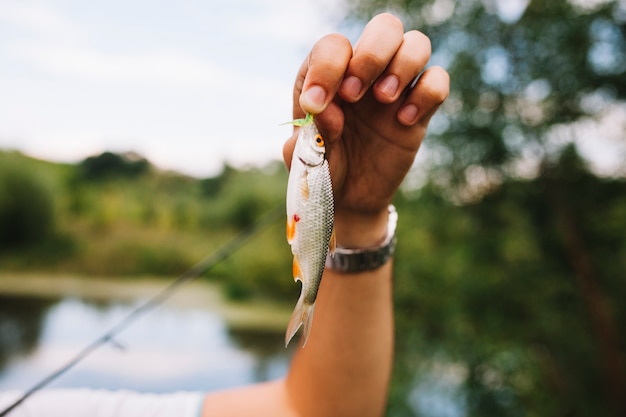 Fisherman's hand holding recently caught fish