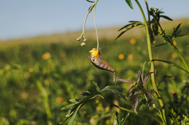 Free Photo fishing hook hanging on yellow flower plant