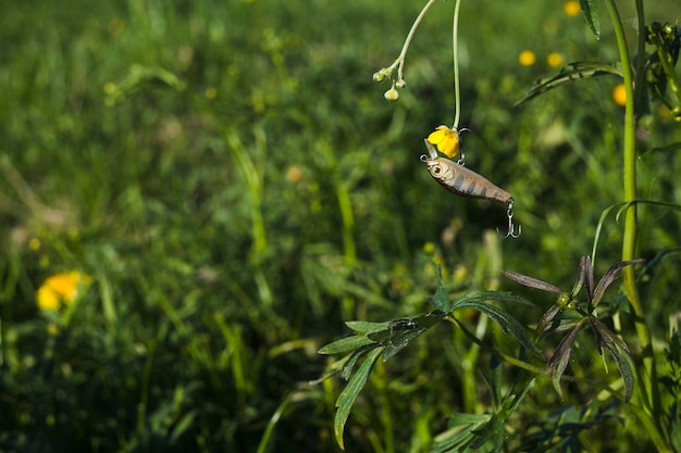 Free Photo fishing lure with fresh yellow flower