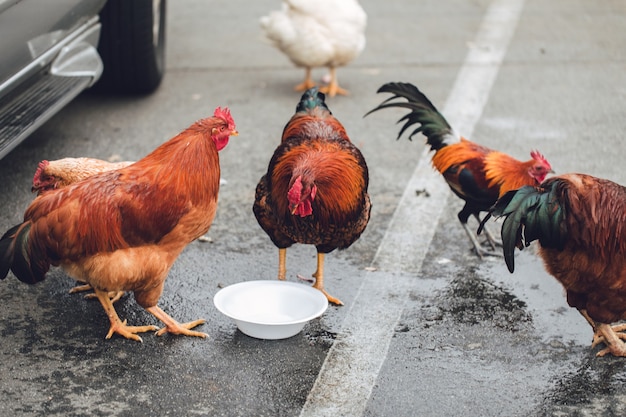 Free photo five assorted-color chickens