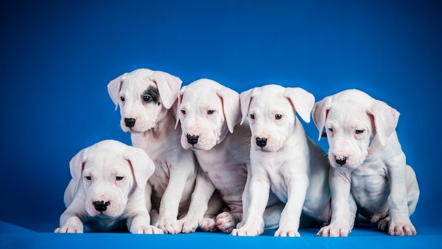 Free Photo five dogo argentino puppies on blue background