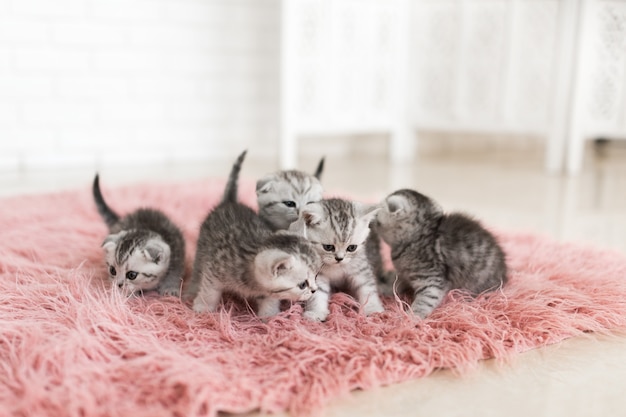 Free Photo five little grey kittens lie on a pink carpet