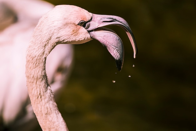 Free photo flamingo