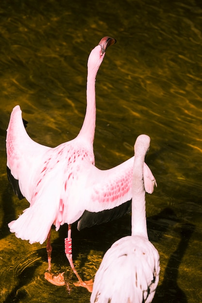 Free photo flamingo