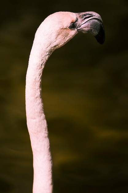 Free Photo flamingo