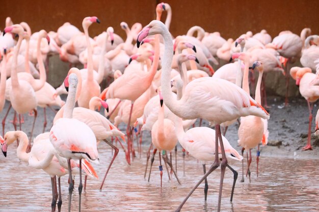 flamingos standing in the water