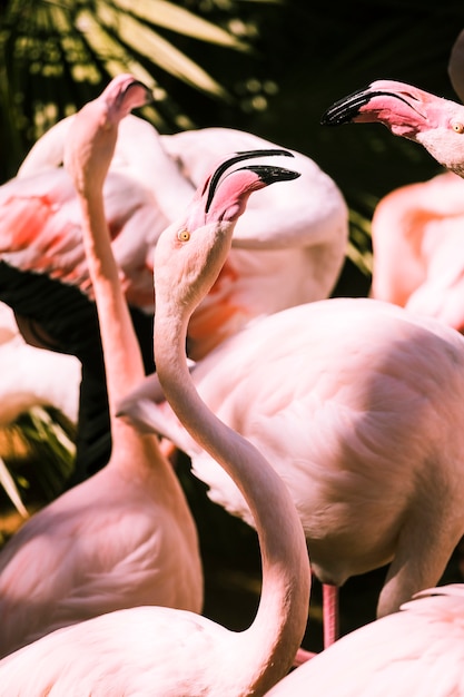 Free photo flamingos