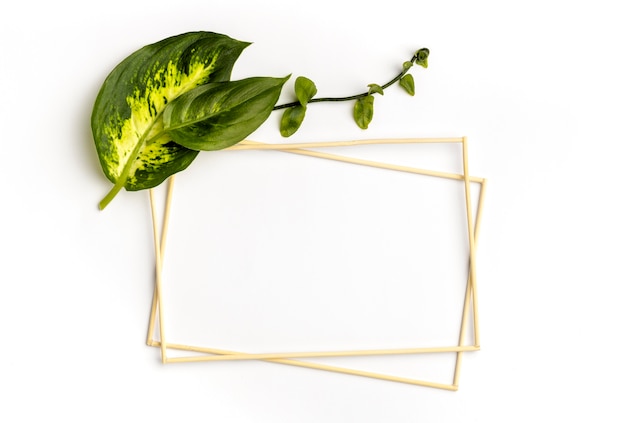 Flat lay arrangement of green leaves with empty frames