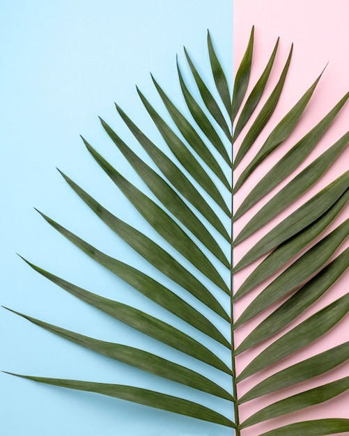 Flat lay arrangement of green leaves