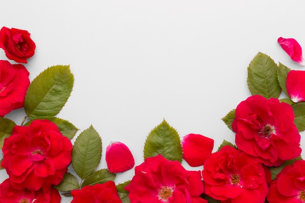 Free photo flat lay arrangement of iceberg roses