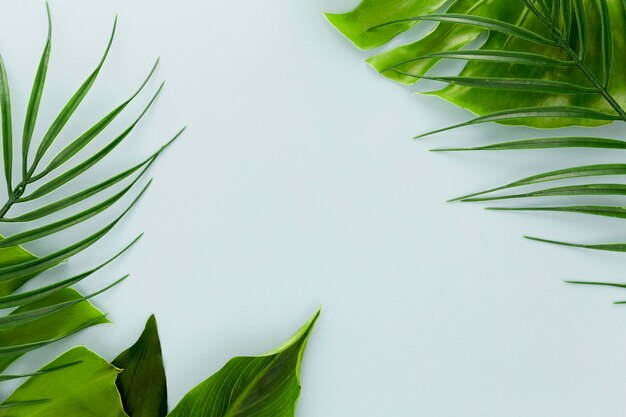 Flat lay of assortment of different leaves