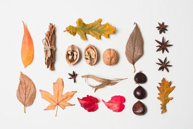 Flat lay autumn leaves variety