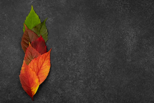 Flat lay of beautiful autumn leaves with copy space