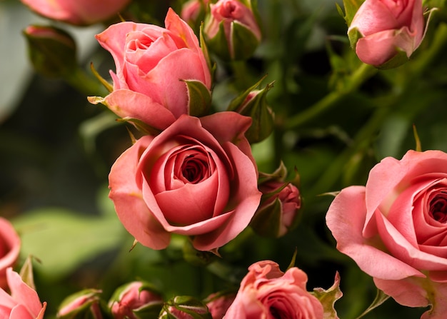 Flat lay of beautifully bloomed colorful rose flowers