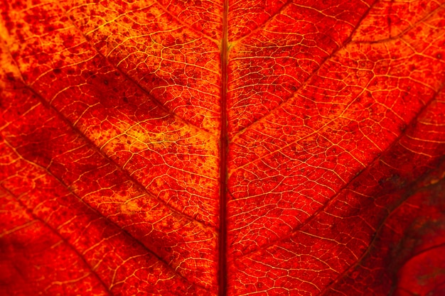 Flat lay close-up of autumn leaf