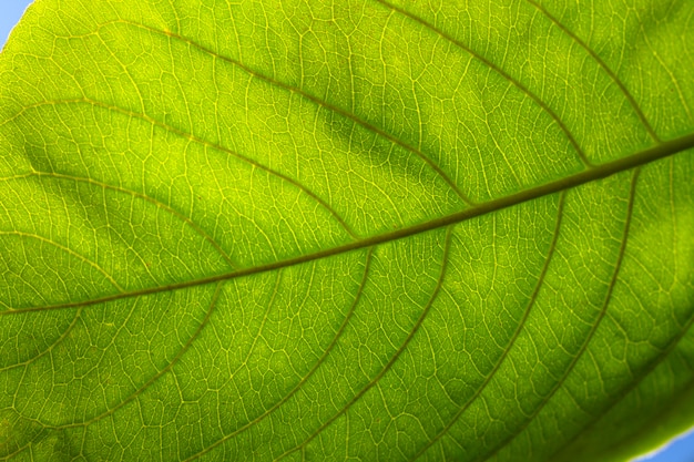 Flat lay close-up of green leaf