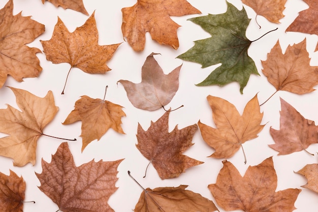 Free Photo flat lay of collection of autumn leaves