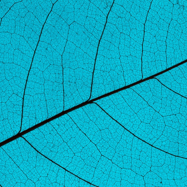 Flat lay of colored leaf with see-through texture